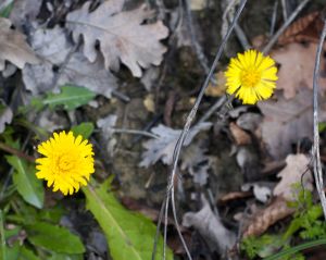 Dandelion and coltsfoot, lions of March